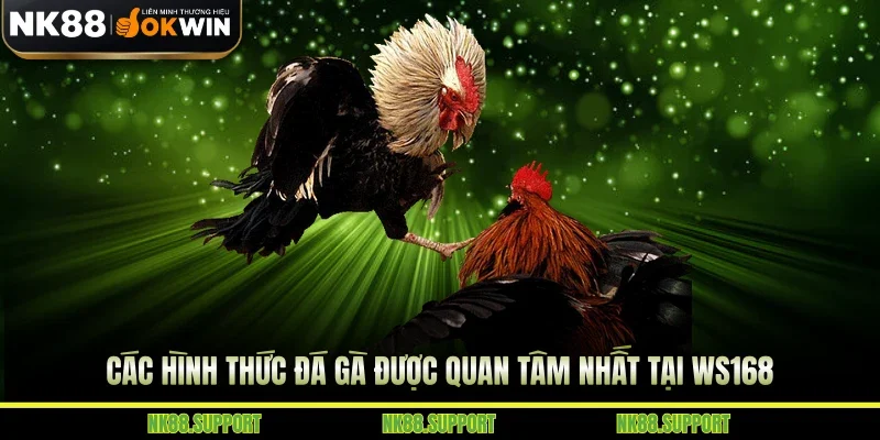 Các hình thức đá gà được quan tâm nhất tại WS168